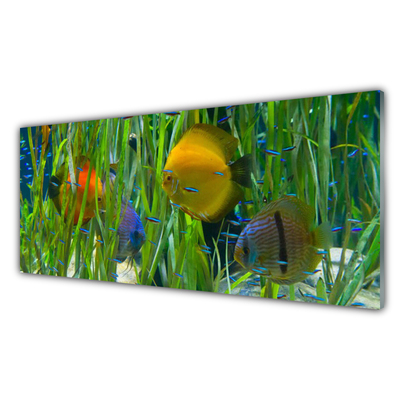 Fotografija na akrilnom staklu Riba Morske alge Priroda