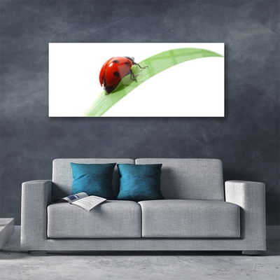 Fotografija na akrilnom staklu Ladybug Leaf Priroda