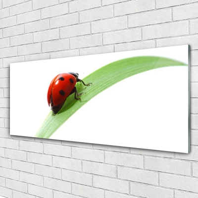 Fotografija na akrilnom staklu Ladybug Leaf Priroda