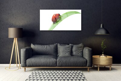 Fotografija na akrilnom staklu Ladybug Leaf Priroda