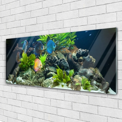 Fotografija na akrilnom staklu Akvarijske ribe Priroda