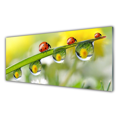 Fotografija na akrilnom staklu Ladybug Leaf Priroda