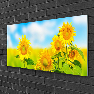 Fotografija na akrilnom staklu Suncokret Cvijeće Priroda