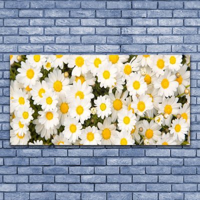Fotografija na akrilnom staklu Tratinčice Cvijeće