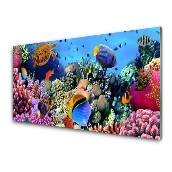 Staklo za kuhinju Priroda koraljnog grebena
