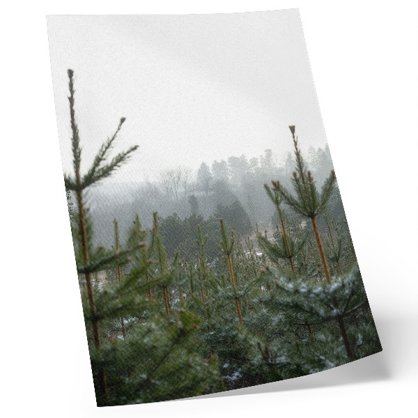 Dekorativni plakat Zeleni borovi, magla, suptilna dubina, opuštajuća atmosfera