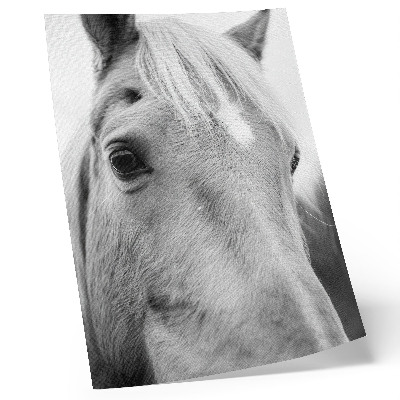Dekorativni plakat Crno-bijela elegancija konjskog oka