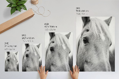 Dekorativni plakat Crno-bijela elegancija konjskog oka