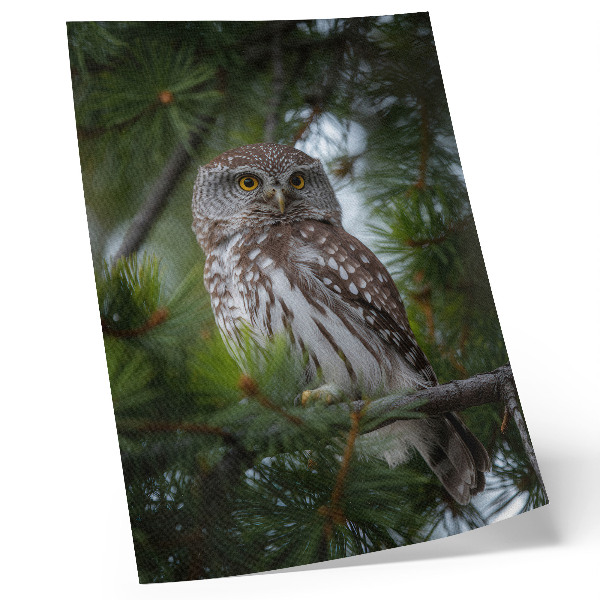 Zidni plakat Sova na grani bora priroda mir harmonija