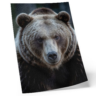 Plakat Realističan portret medvjeda, mirnog i snažnog