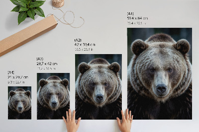 Plakat Realističan portret medvjeda, mirnog i snažnog