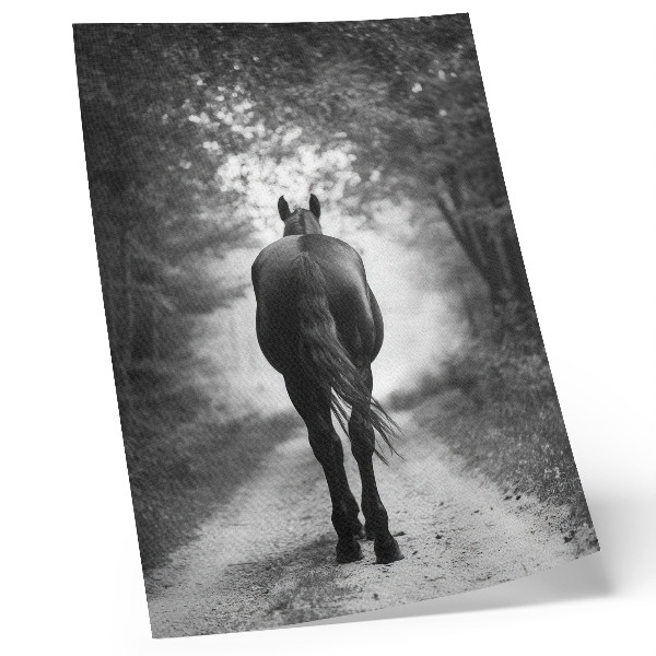 Zidni plakat Fotografija crno-bijelog konja u šumi