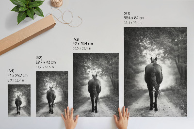 Zidni plakat Fotografija crno-bijelog konja u šumi