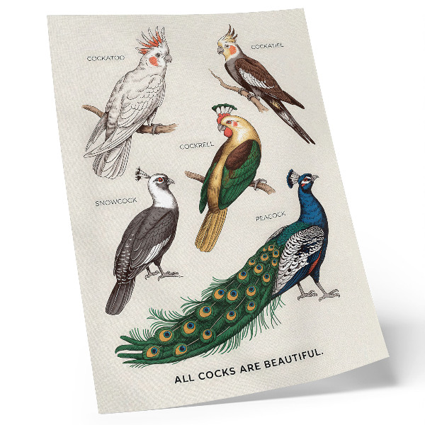 Dekorativni plakat Elegantne ptice, perje, raznolike boje
