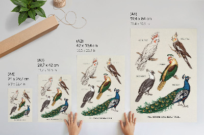 Dekorativni plakat Elegantne ptice, perje, raznolike boje