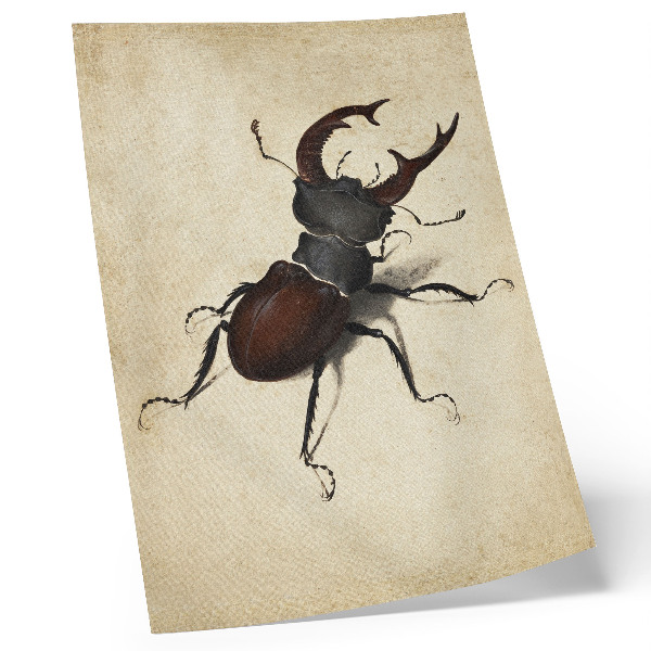 Plakat Jelenak Albrechta Dürera (1505.)
