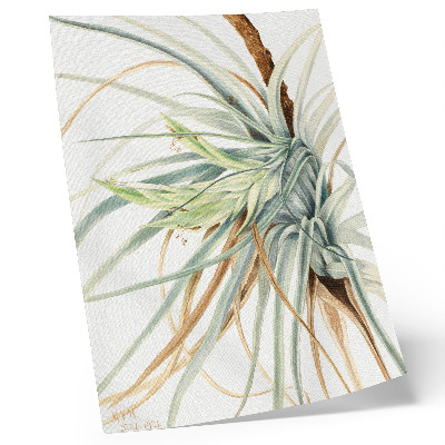 Plakat Divlji ananas (Tillandsia fasciculata) (1921.) autorice Mary Vaux Walcott