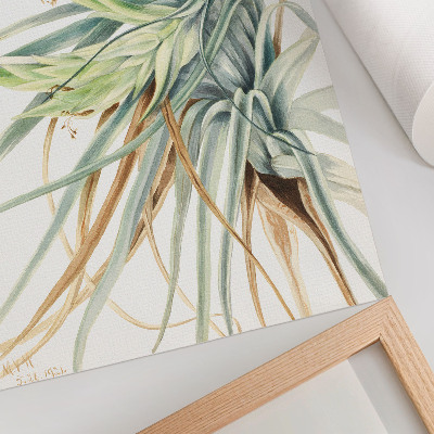 Plakat Divlji ananas (Tillandsia fasciculata) (1921.) autorice Mary Vaux Walcott