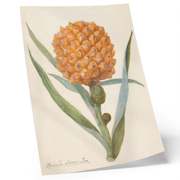 Zidni plakat Bromelia ananas linn (oko 1700. - oko 1749.) djelo anonimnog umjetnika