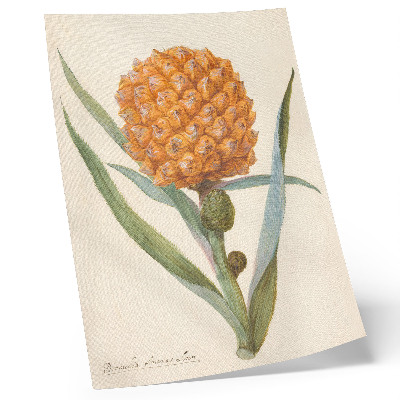 Zidni plakat Bromelia ananas linn (oko 1700. - oko 1749.) djelo anonimnog umjetnika