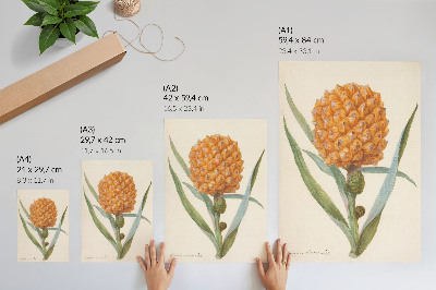 Zidni plakat Bromelia ananas linn (oko 1700. - oko 1749.) djelo anonimnog umjetnika