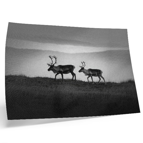 Umjetnički print Minimalistička kompozicija sobova na brdu