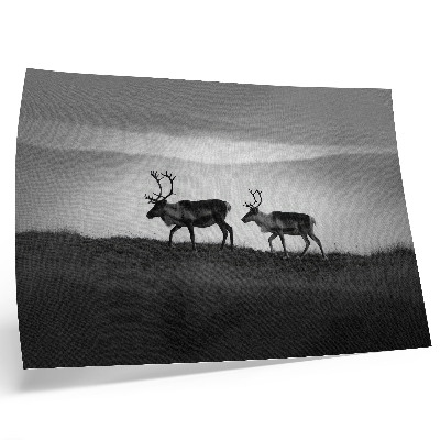 Umjetnički print Minimalistička kompozicija sobova na brdu