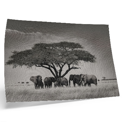 Plakat Slonovi ispod drveta u afričkoj savani
