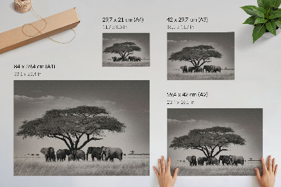 Plakat Slonovi ispod drveta u afričkoj savani