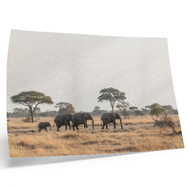 Plakat Slonovi na afričkoj savani među drvećem