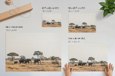 Plakat Slonovi na afričkoj savani među drvećem