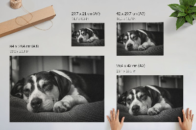 Umjetnički print Preslatki pas spava na jastuku
