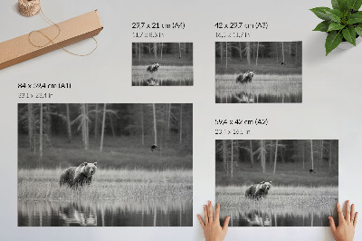 Plakat Medvjed kraj vode crno-bijela atmosfera