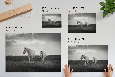 Plakat Bijeli konji na livadi u nijansama sive
