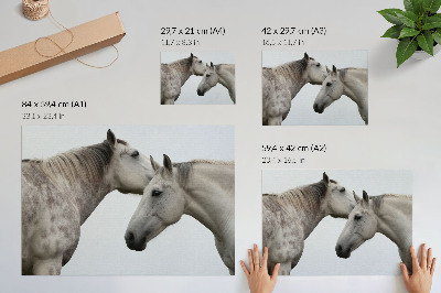 Plakat Dva konja u harmoniji sive i bijele