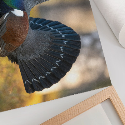 Umjetnički print Prekrasna ptica u šumi, raširenog repa, boje
