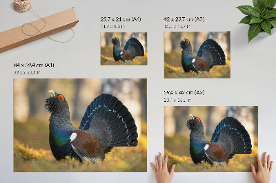 Umjetnički print Prekrasna ptica u šumi, raširenog repa, boje