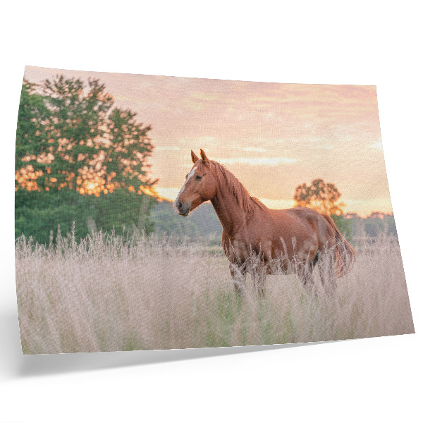 Plakat na platnu Konj na livadi ujutro, pastelne boje, opuštanje