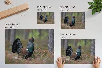 Umjetnički print Ptičje boje šuma priroda mirna atmosfera