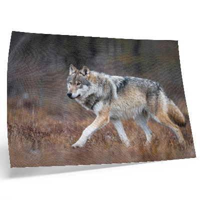 Umjetnički print Vuk u pokretu divlji krajolik priroda