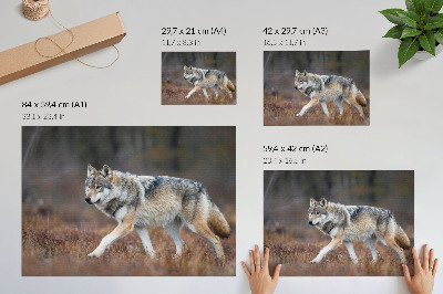 Umjetnički print Vuk u pokretu divlji krajolik priroda