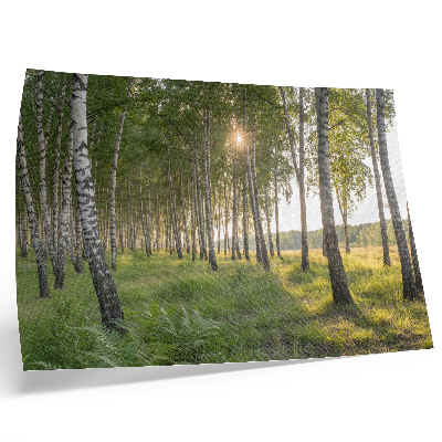 Plakat na platnu Brezova šuma, sunčeve zrake, simetrija, zelena