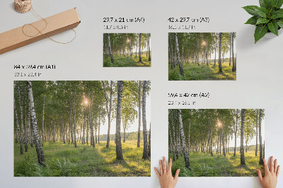 Plakat na platnu Brezova šuma, sunčeve zrake, simetrija, zelena