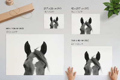 Plakat na platnu Crno-bijela fotografija elegancije konja