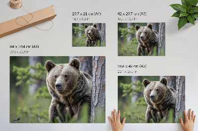 Umjetnički print Medvjed u šumi punoj prirodnog šarma