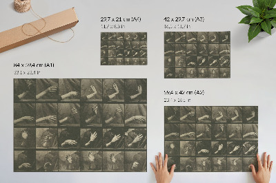 Plakat Kretanje životinja, ploča 535 (1887.) autora Eadwearda Muybridgea