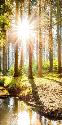Unutarnja rolo zavjesa za prozor Sunce koje sija kroz drveće