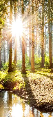 Unutarnja rolo zavjesa za prozor Sunce koje sija kroz drveće