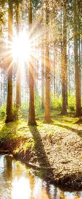 Unutarnja rolo zavjesa za prozor Sunce koje sija kroz drveće