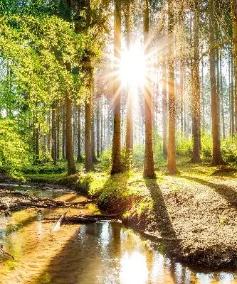 Unutarnja rolo zavjesa za prozor Sunce koje sija kroz drveće